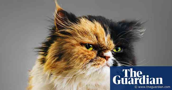 Miaows, purrs, whisker twitches: AI could finally help us understand cat ‘language’