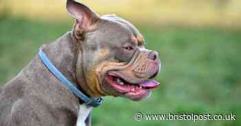 Two in hospital with serious injuries after XL bully attack