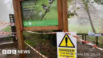 Sheffield council not to challenge felling of diseased trees