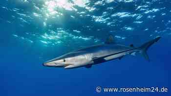 „Überall war Blut“: Surfer (55) nach brutaler Hai-Attacke vermisst