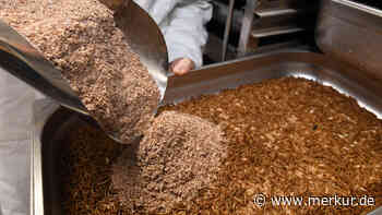 Maden statt Soja: Insekten als Tierfutter-Ersatz? Unternehmen sehen großes Potenzial