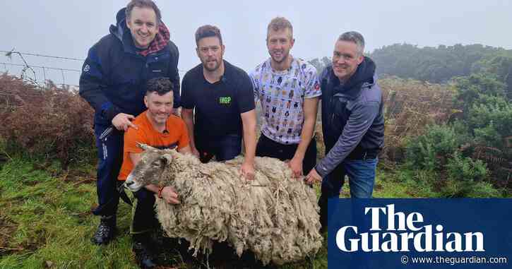 Britain’s ‘loneliest sheep’ rescued after two years at foot of cliff