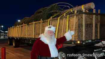 Huge Christmas tree arrives in Castle Rock from California