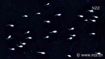 INTERVIEW - Studie über sinkende Spermienzahlen: «Die Männer sollten sich keine Sorgen machen»