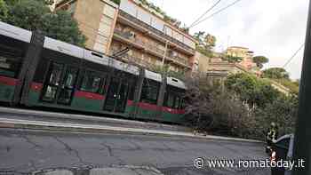 Paura a Roma: albero crolla su tram in marcia in viale Trastevere