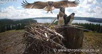 Northumberland nests boost osprey conservation success story