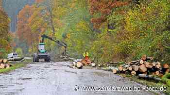 Waldarbeiten an der B 463: Dreiwöchige Sperrung: Viele klimalabile Bäume müssen weichen