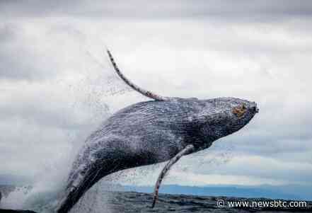 Shiba Inu Whales Bet Big As Shibarium Grows – Road To $0.1?