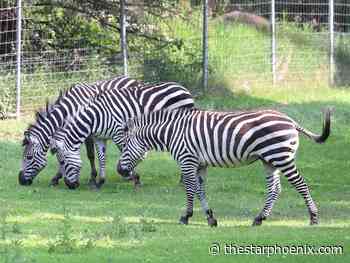 Why can't I own a pet zebra in Saskatchewan? And other answers about captive wildlife rules