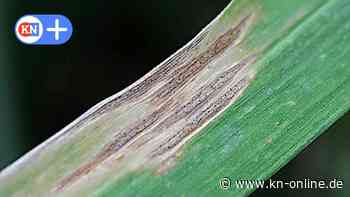 Max-Planck-Institut Plön: Vortrag über Pandemien im Pflanzenreich