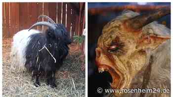 Brutal getöteter Ziegenbock an der Königsseer Ache wirft Fragen auf