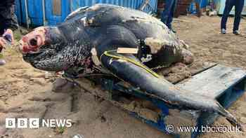 Cornwall: Leatherback sea turtle washes up on beach