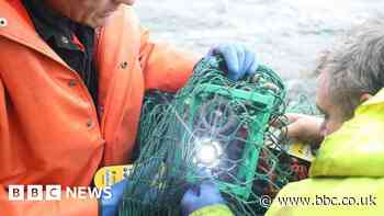 Sustainable fishing: The tech making it cheaper and greener
