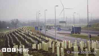 National Highways 'sorry' over A14 Cambridgeshire tree-death claims
