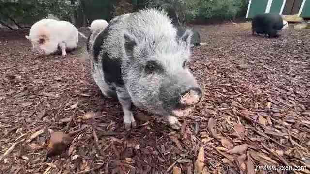 Austin police officer runs in support of local animal rescue