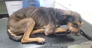 Hull man convicted after refusing to have dog Arize put to sleep 'in case she got better'