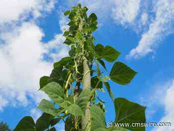 Product-Led Growth Strategies: Are Customers Your Forgotten Product Manager?