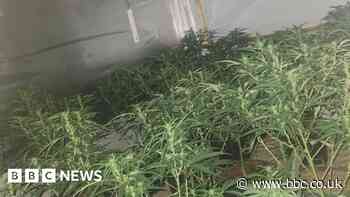 Nearly 100 cannabis plants found in Rotherham house raid