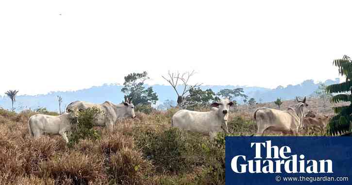 ‘Everything is parched’: drought-stricken Amazon desperately awaits the rains