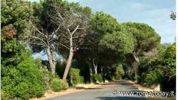 Rami a rischio caduta, Gualtieri chiude la pineta di Castel Fusano