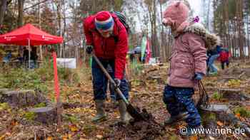 Freiwillige wollen einen Hektar Rostocker Heide mit 2500 Bäumen aufforsten