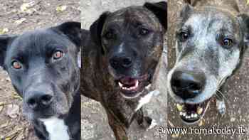 Florin, Boika e Rebus: i cani che aspettano solo di essere adottati