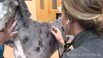 Many veterinarians in Canada are facing extreme burnout and declining mental health