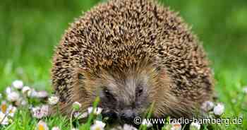 Hilfe für Igel in der Region Bamberg-Forchheim