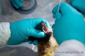 Was auf Corona folgt: MDR blickt auf die nächste Pandemie