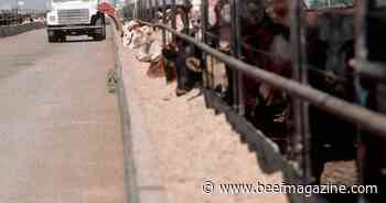 UNL study to examine alternate diets for feedlot cattle