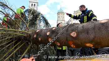 Eine Neusässer Tanne schmückt nun den Rathausplatz in Augsburg
