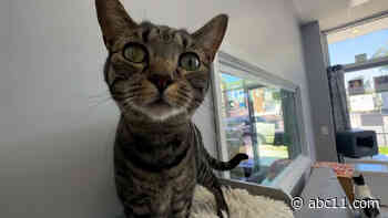 Pennsylvania cat café helping friendly foster felines find new homes