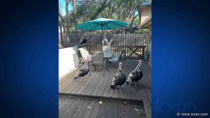 Gobble, gobble! Wild turkeys gather in Austin backyard