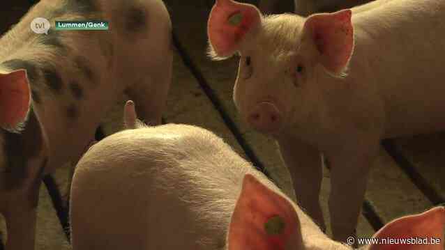 Weinig Limburgse varkensboeren kiezen voor een vrijwillige uitstap uit het beroep