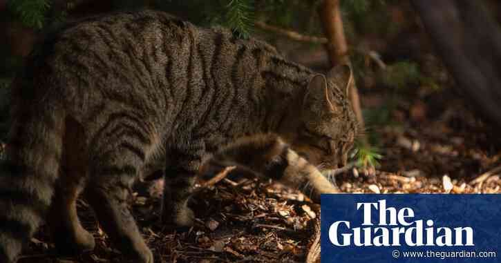 Wildcats and domestic cats began interbreeding in the 1960s, study suggests