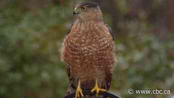 Alberta birds to be renamed as ornithological society makes 'extraordinary' decision