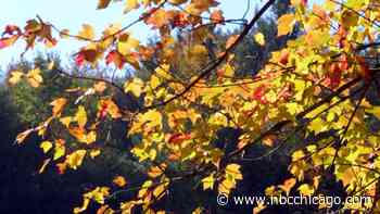 Illinois community among best towns in U.S. to see fall foliage