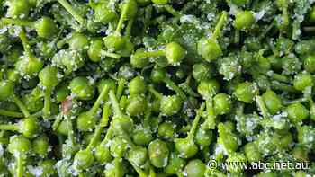 Capers look effortless and appetising on a plate — but harvesting them is a brutal labour of love