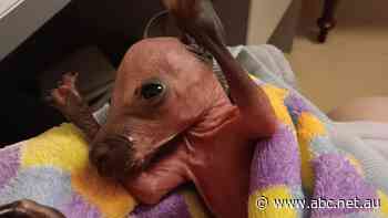 Big rise in kangaroo collisions prompts appeal to country drivers: Don't leave them dying