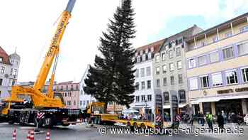 Eine Tanne aus Neusäß schmückt den Rathausplatz in Augsburg