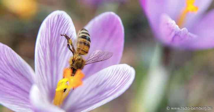 Klimawandel: Weniger Insekten bei früherem Frühlingserwachen