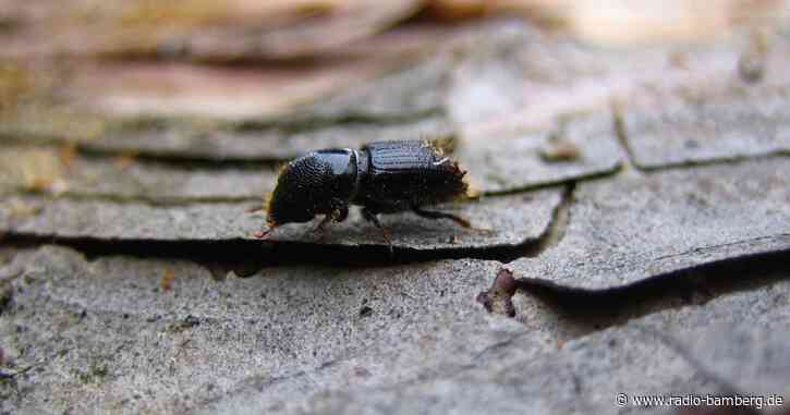 Heißer und trockener Sommer: Borkenkäfer befällt erneut Fichten in Oberfranken