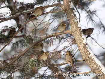 Saskatoon weather: Freezing rain becomes snow tonight