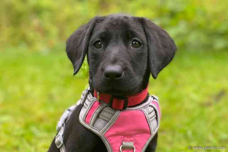 Alaska's Largest Ski Resort Welcomes New Rescue Pup To The Team