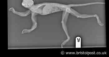 Owners banned from keeping pets for 10 years after their marmoset was found 'screaming'