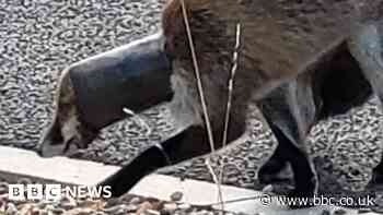 Fox stuck in tube in Gosport urgently sought by rescuers