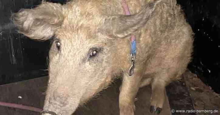 Herrenloses Wollschwein gibt der Polizei weiter Rätsel auf