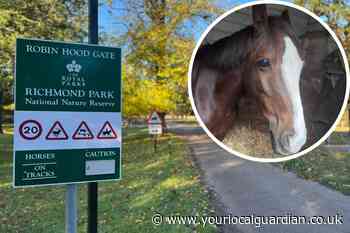 Richmond Park: Woman taken to hospital after dog attacks horse