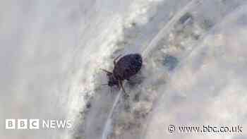 South Korea: Authorities fight bedbugs to calm public jitters