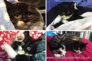 Kitten rescued by firefighters after getting stuck in Woolwich car